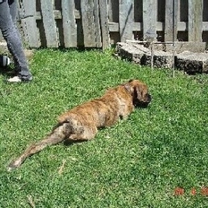 Mischa stretching in the garden April 29 2007