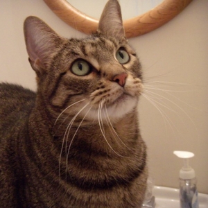 Moose