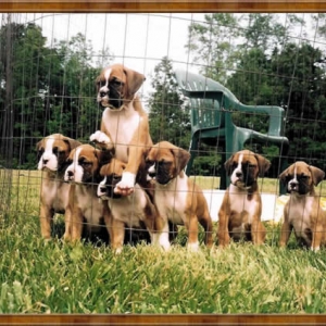 Belle and Siblings