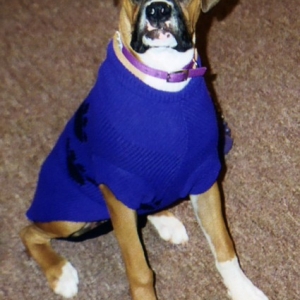 belle_in_sweater2