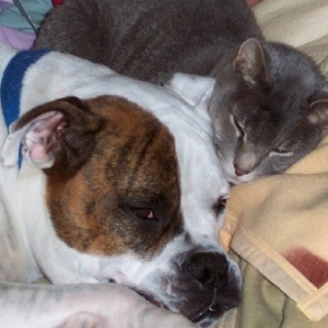 Rommel and Roscoe
