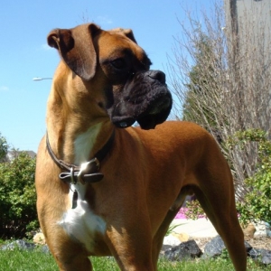 Yard Patrol