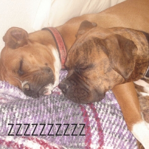 Rocky n Lady snoozing