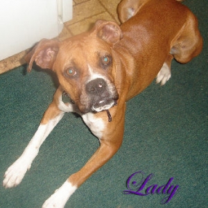 Lady