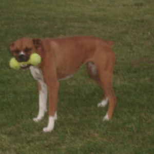 I-love-my-toy