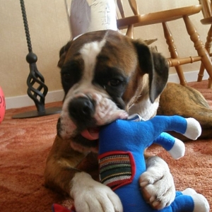 Yeah!  I got a new squeaky toy!