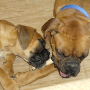 Its MY chew toy!!!!