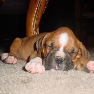 First pic, first sleep at home.