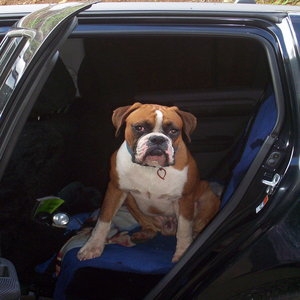 BOXER_PALS