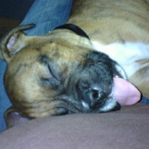 brutus sleeping