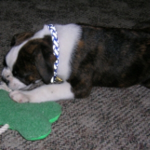 Otto chewing his toy