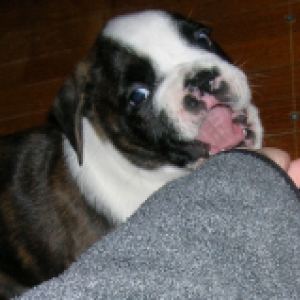 Attempted nibble