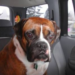 Rosco listening to me