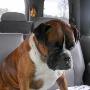 Rosco feeling really bad