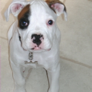 just brought Diesel home