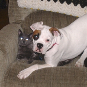 sharing the chair with kitty