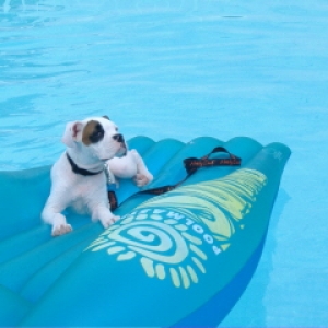 enjoying the pool