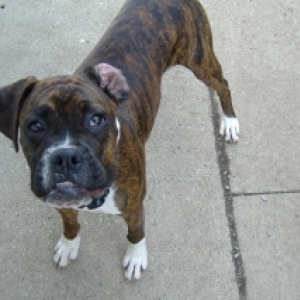 Dolly playing outside