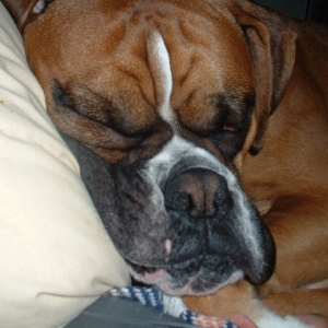 Rusty sleeping