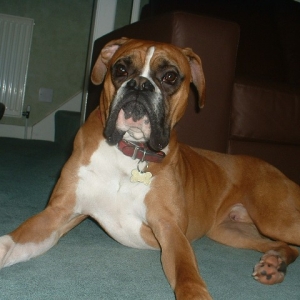 Rusty looking proud
