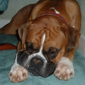 Rusty smooshy face
