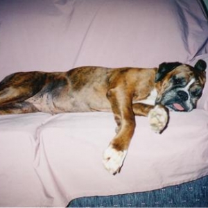 Blaise snoozing