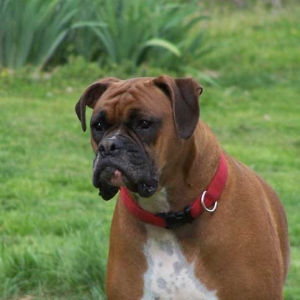 I am handsome