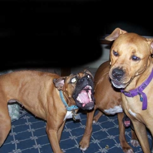Jessie and Paris Playing