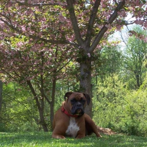 Jake