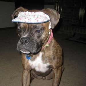bellahatboxerworld
