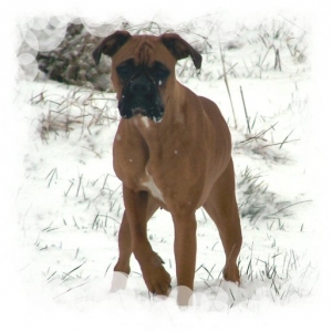My baby Maisey in snow