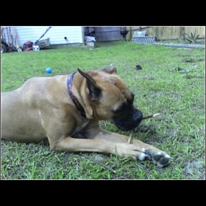 Ginger_backyard
