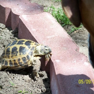 Our Russian Tortoise