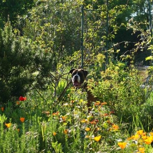Where's Henri?