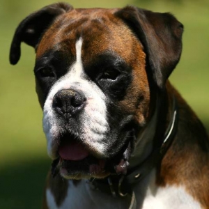 Slobber