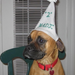 Still a puppy at 2?