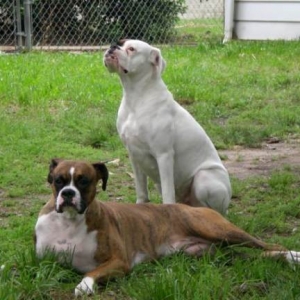 Jersey and Dakota enjoying a calm moment