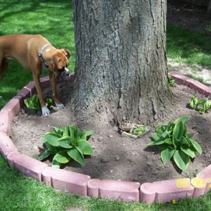 Payton keeping an eye on turtle. ;)
