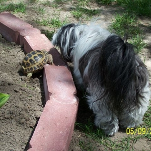 Mitzi doing her job (making sure turtle doesn't escape)