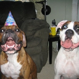 goofypuppies
