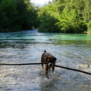 Now that's a stick.