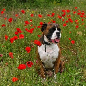 Poppy field