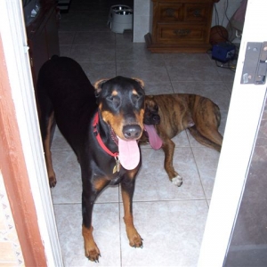 Beauty and Buddy