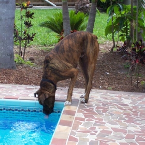 Buddy on vacation