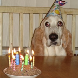 Roscoe's 11th Birthday