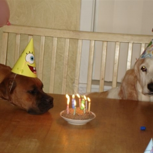 Elvis at Roscoe's 11th Birthday Party!
