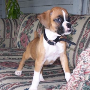Ali as a pup standing on the couch