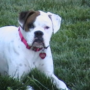 Beautiful Annabelle enjoying spring!