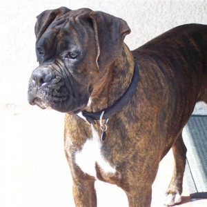 Syd - 14 Month's Old