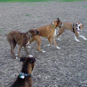 London Boxer Bash  at off leash park